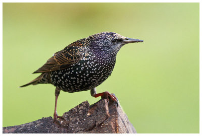 Common Starling 