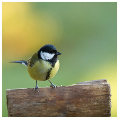 Great Tit 