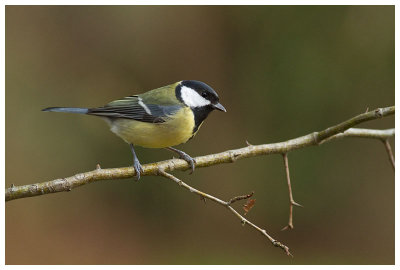 Great Tit 