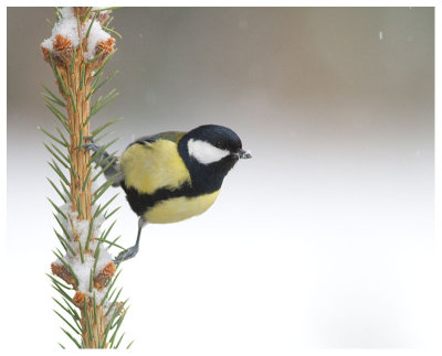 Great Tit 