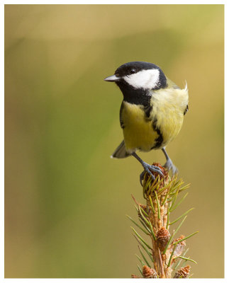 Great Tit 