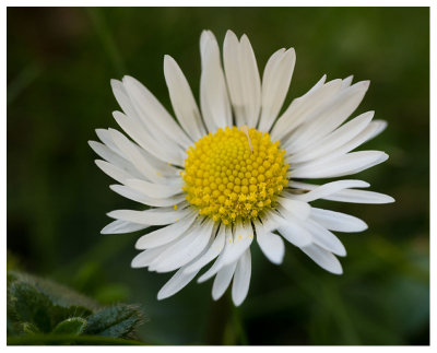 Bellis perennis 