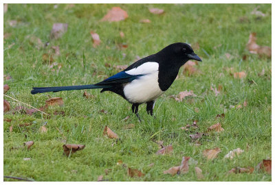 Magpie 