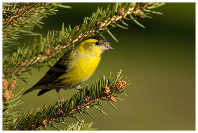 Siskin (male) 