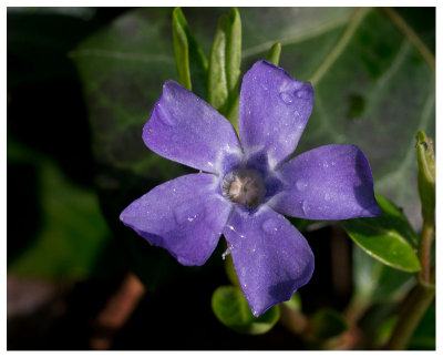 Vinca minor 