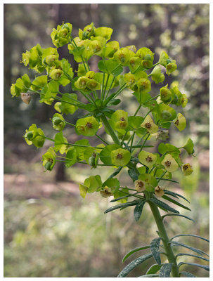 Euphorbia biumbellata