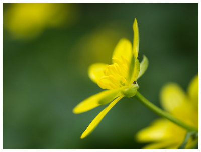 Ranunculus ficaria  