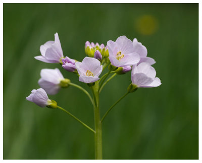 Cardamine pratensis  