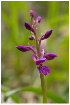 Orchis mascula  
