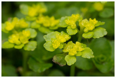 Chrysosplenium appositifolium