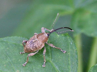 Curculio nucum