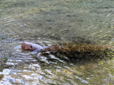 manatee