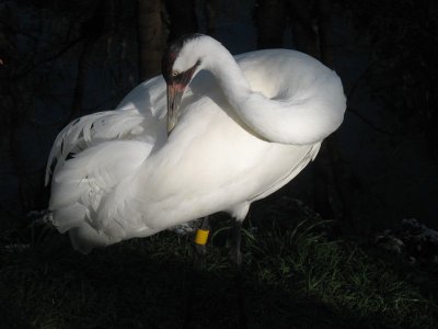 preening