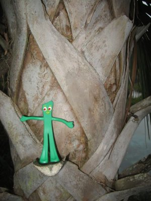 Gumby checks out a local palm tree