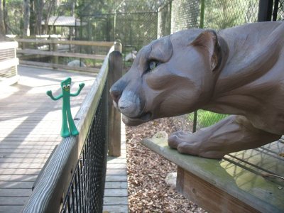 Gumby encounters a Florida panther