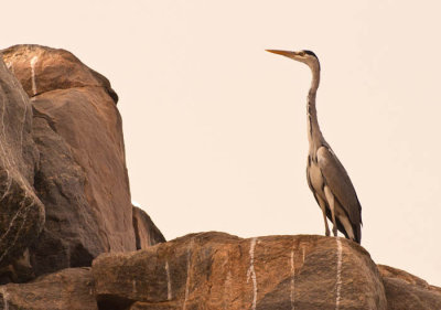 Nile Heron.