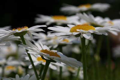 20060708_4327 Daisies.jpg
