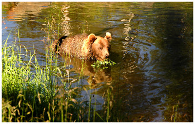 Bear trying to cool off!