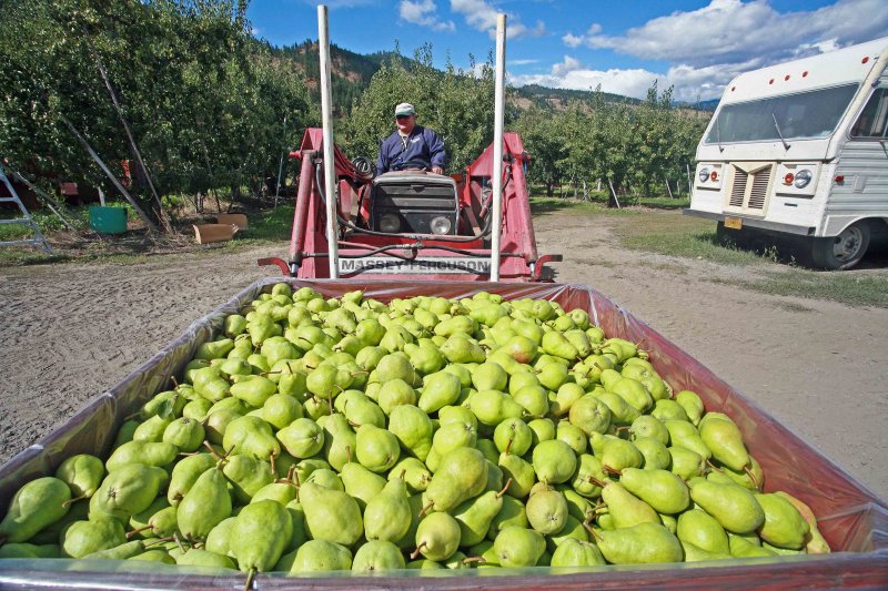  Fresh Bin Of Bartlet Pears Being Brought Out To Road For PickUp