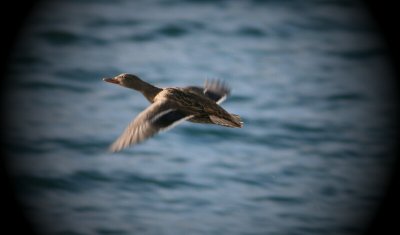 Mallard Duck Flying Over Manson Bay