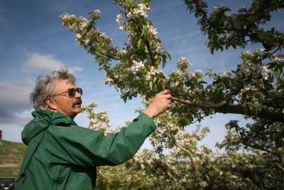 Orchardist Terry Urness Checking Spring Blooms