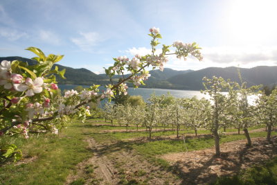  Shot taken of Urness Orchards In Manson