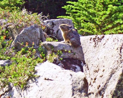  Pika Barking Warning On Rock