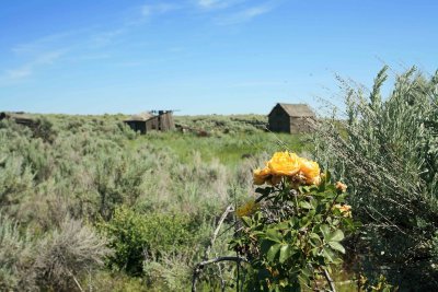 Yellow Rose Still Blooming On Homestead