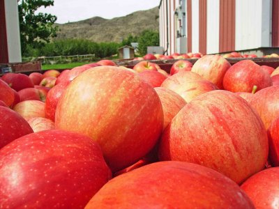  Fresh  Bins Of Gala Apples In Eniat ( at Trader John's)