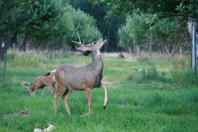  Mule Deer Ready To Jump Up To Apple At Buckner Orchard
