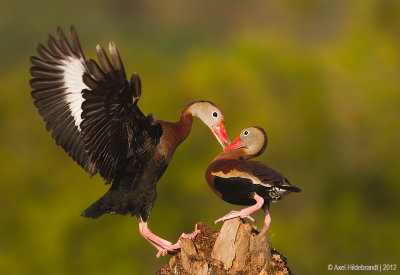 BlackbelliedWhistlingDuck17c5966.jpg