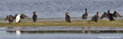 Double-crested Cormorant10c.jpg