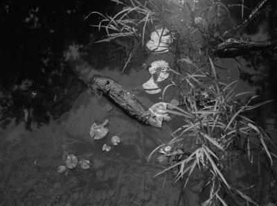 Pond Plants