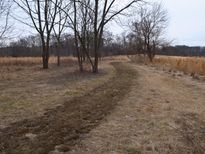 Field in Winter