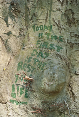Tree Graffiti 
