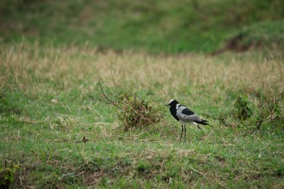 African bird 3.jpg