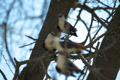 African bird 7.jpg