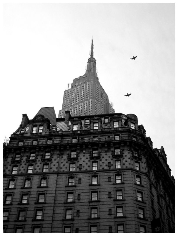Empire State with birds