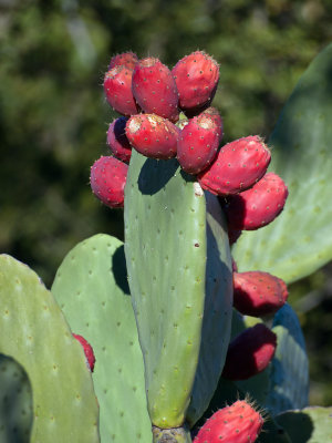 Prickly Pear Cactus