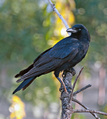 California Crow