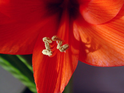 Amaryllis