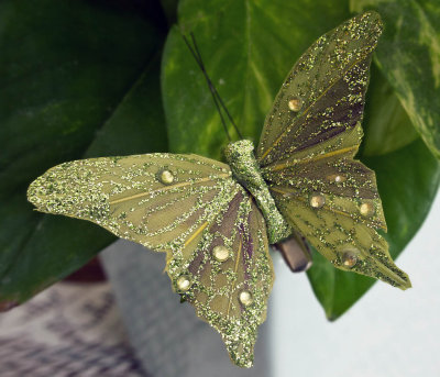 A house plant adornment