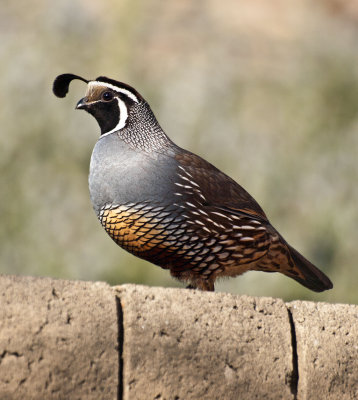 California quail 