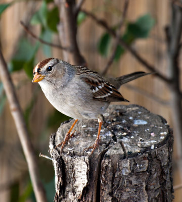 Chipping Sparrow