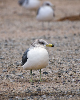 Ring Billed Gull (juvenile)