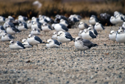 seagulls