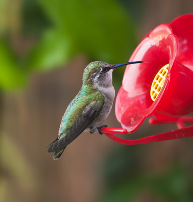 Hummingbird, female Anna's