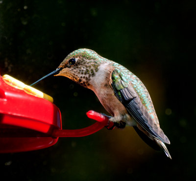 Ana's Hummingbird (female)
