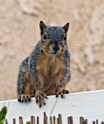 Mr or Mrs Squirrel checking me out wondering if it is safe to raid the sunflower seeds