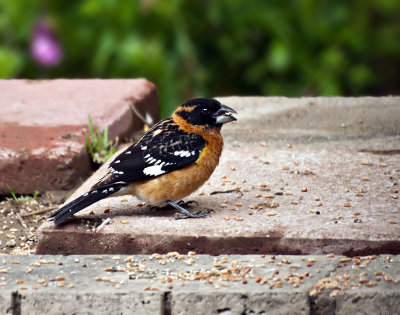 Black Headed Grosbeak